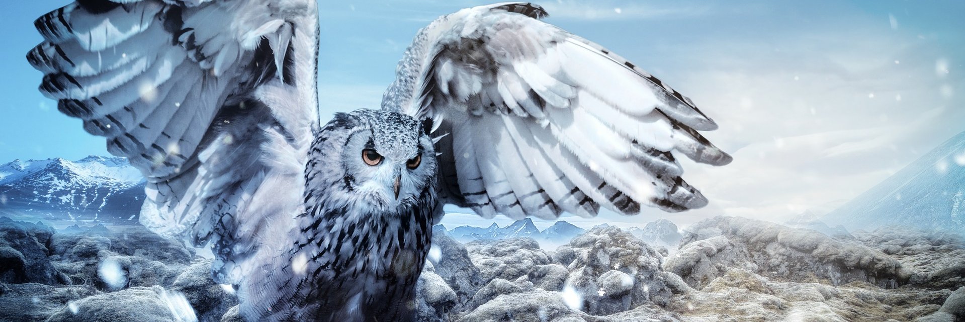 rinas.buecherblog banner