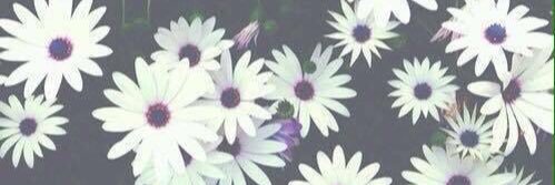 AbbyUribee's profile banner image