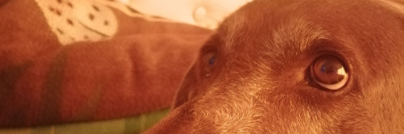 Pepsus98's profile banner image