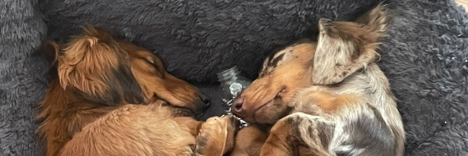 Daniel Godleman banner