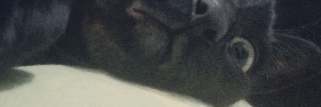 misbrazostercos's profile banner image