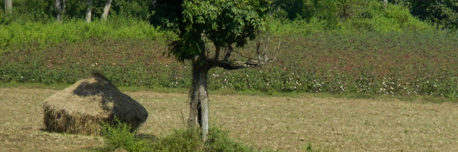 maneeshprasad's profile banner image