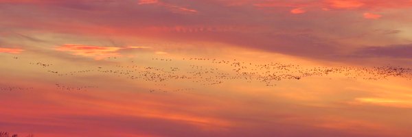 JackSnipe Profile Banner