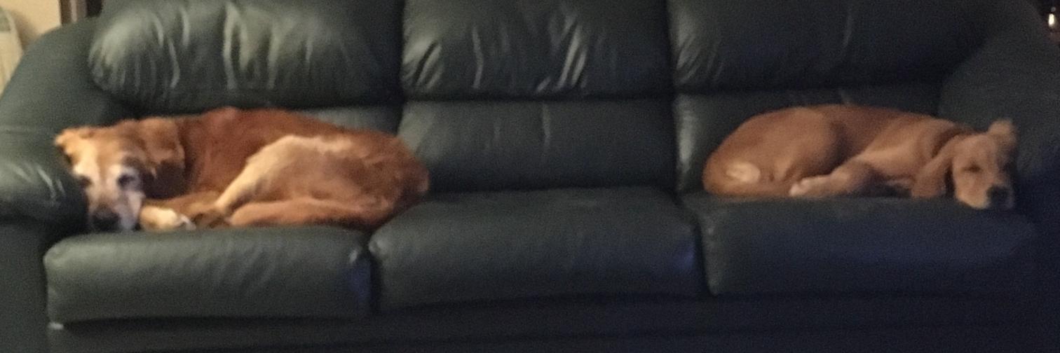 Laura St.John, PhD banner