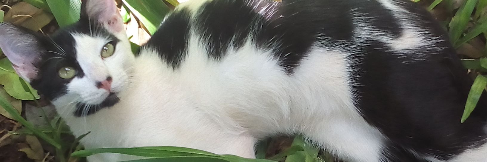 RossyG17's profile banner image