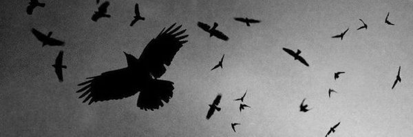 tqhvi Profile Banner