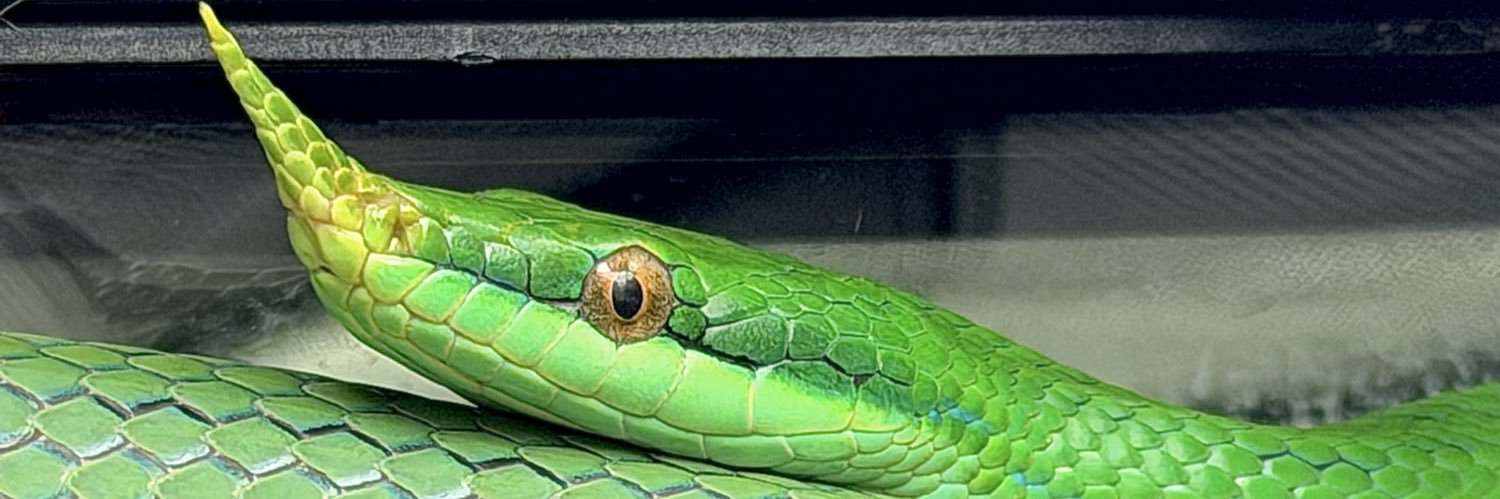 𝕃𝕖𝕠𓃠 banner