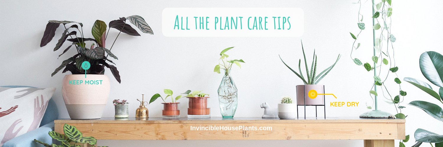 plants_house's profile banner image