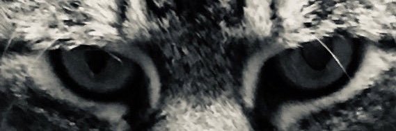 twinthingtoo's profile banner image