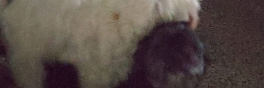 SnugglesAltCoin's profile banner image