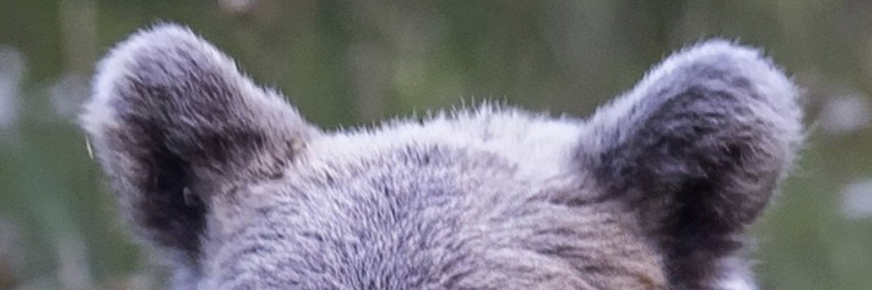 LovatoJacob's profile banner image