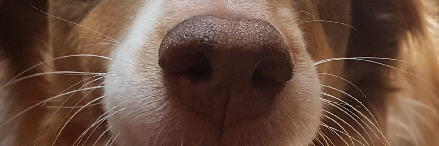 Fussel banner