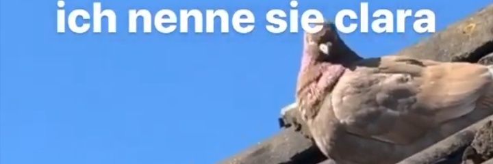 taube banner