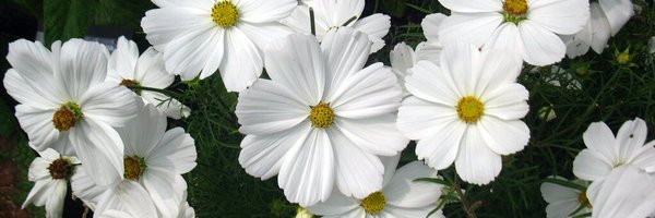 NJMom32 Profile Banner