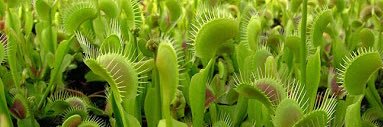 Flytrap Fan is Offline banner