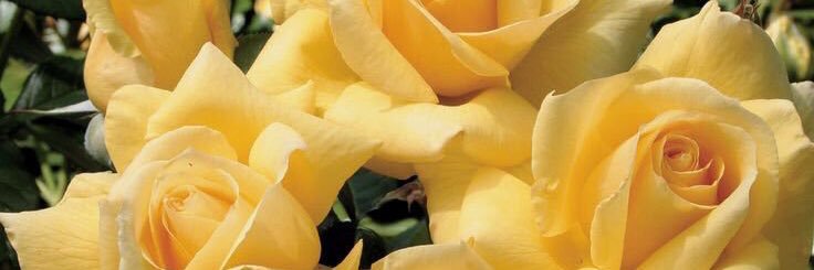 Elaina_Law's profile banner image
