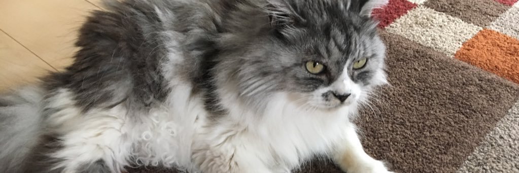 tomocarl's profile banner image