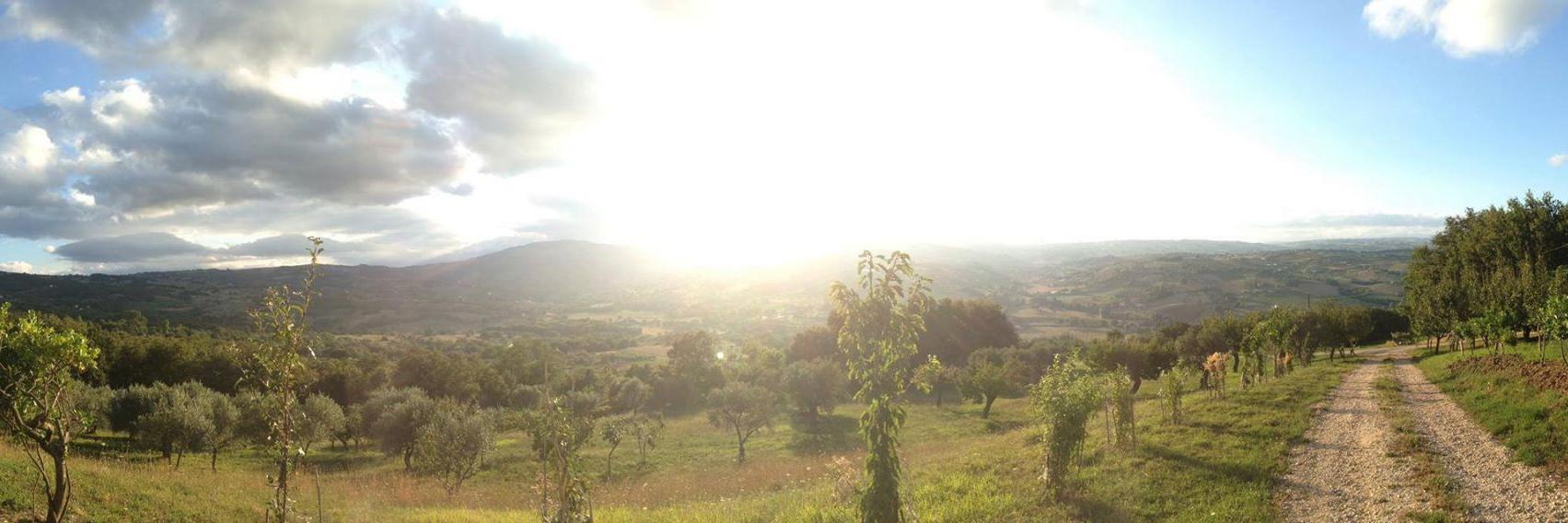 Patrick McCarthy banner