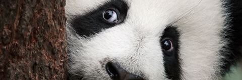 marathipanda's profile banner image
