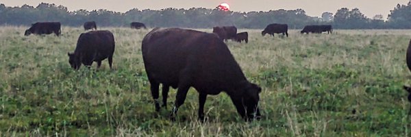 MoooPapa Profile Banner