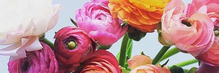 nessi_flower's profile banner image