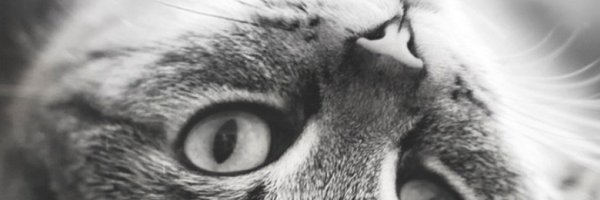 BagherL Profile Banner