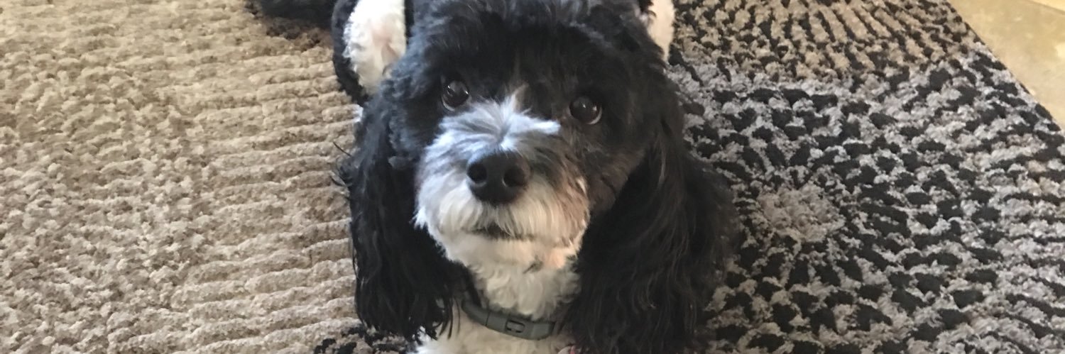 Pandellaa's profile banner image