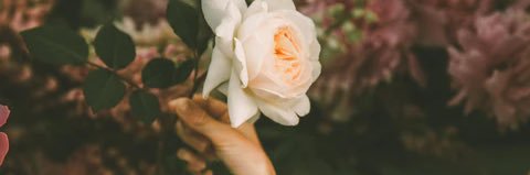 bitofnora's profile banner image