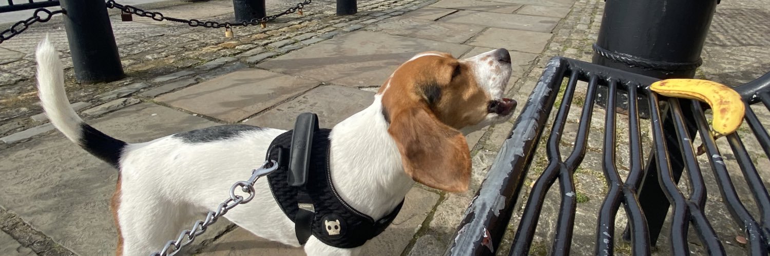 Aimée Steven banner