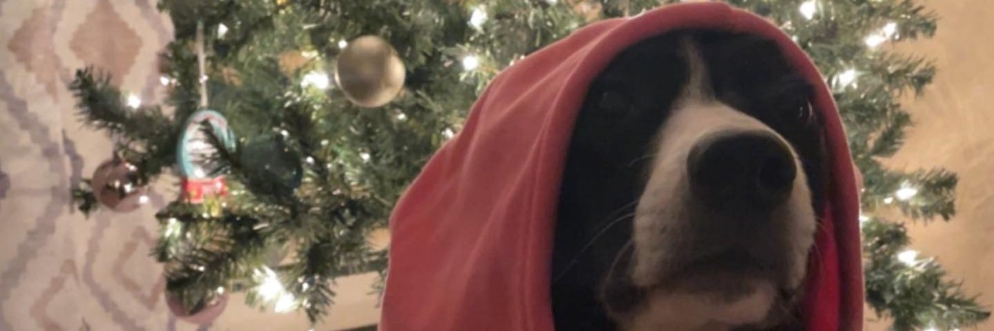 ashleyrohm1997's profile banner image