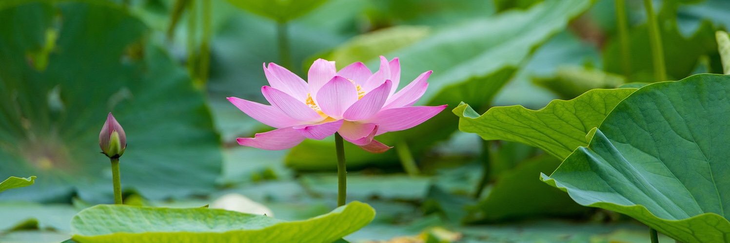 Amit Pedhekar banner