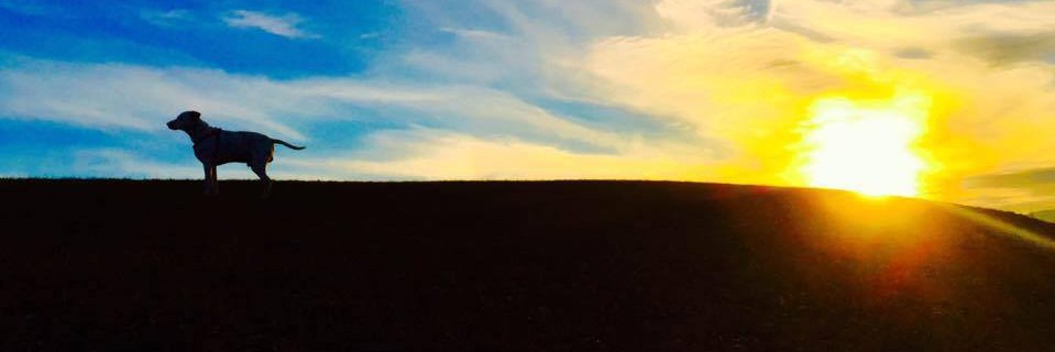 Denis_Pokora's profile banner image