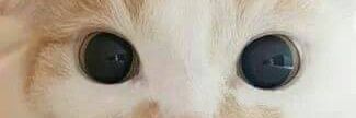 tiaraindahsari3's profile banner image
