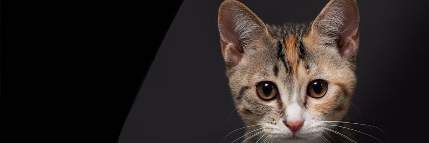 bablogger's profile banner image