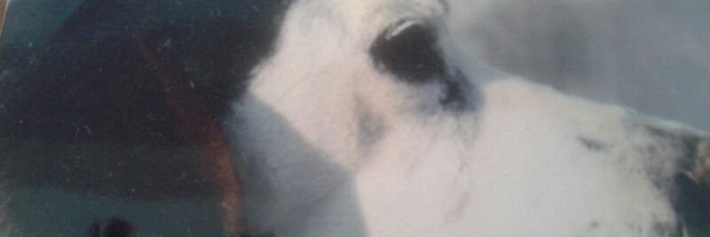 ilkuhss's profile banner image
