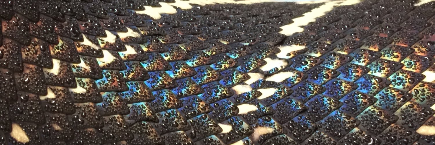 avicellus's profile banner image