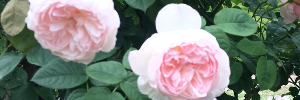 simchami8's profile banner image