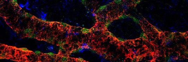 MollyKellyGoss Profile Banner