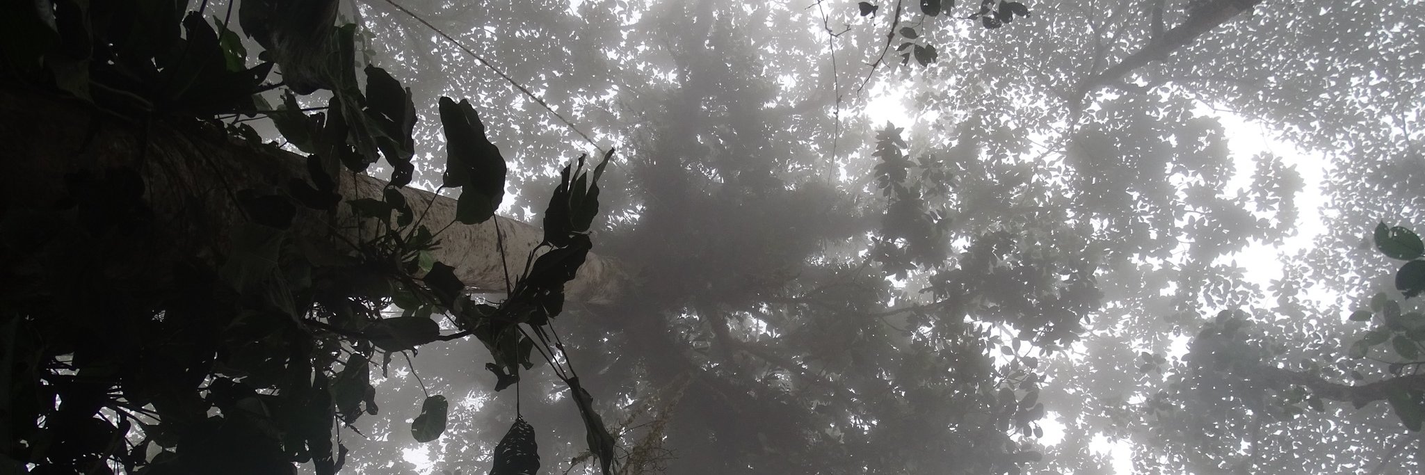 Denise Delaney banner