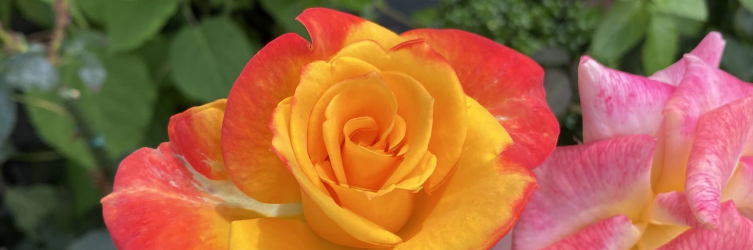 麻🌿🌿🧸🧸✨ banner