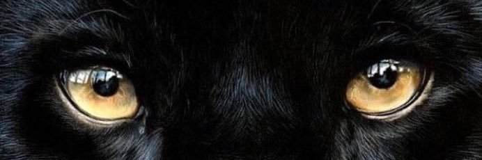 ttdokevin_'s profile banner image