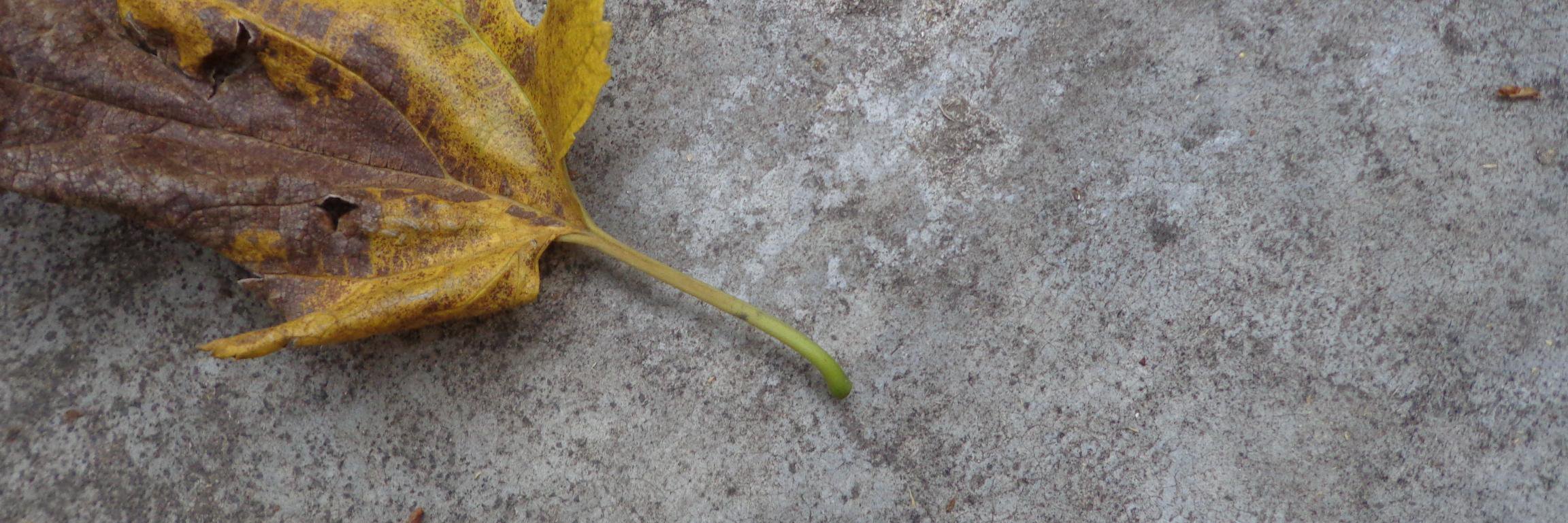viocaina's profile banner image