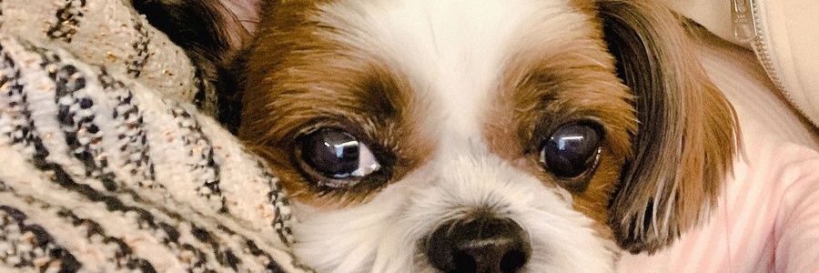 ⟭⟬ banner