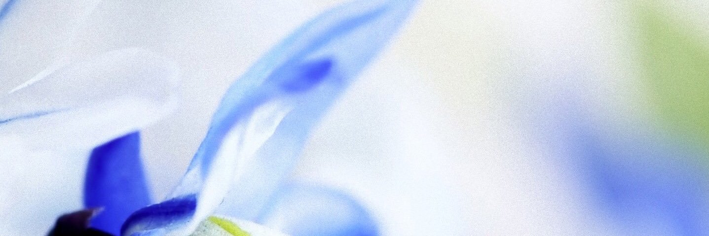 snflhydrangea's profile banner image