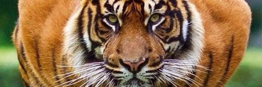 anesugray's profile banner image