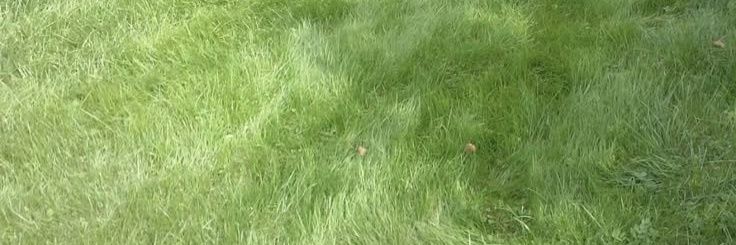 disa || mt after dm banner