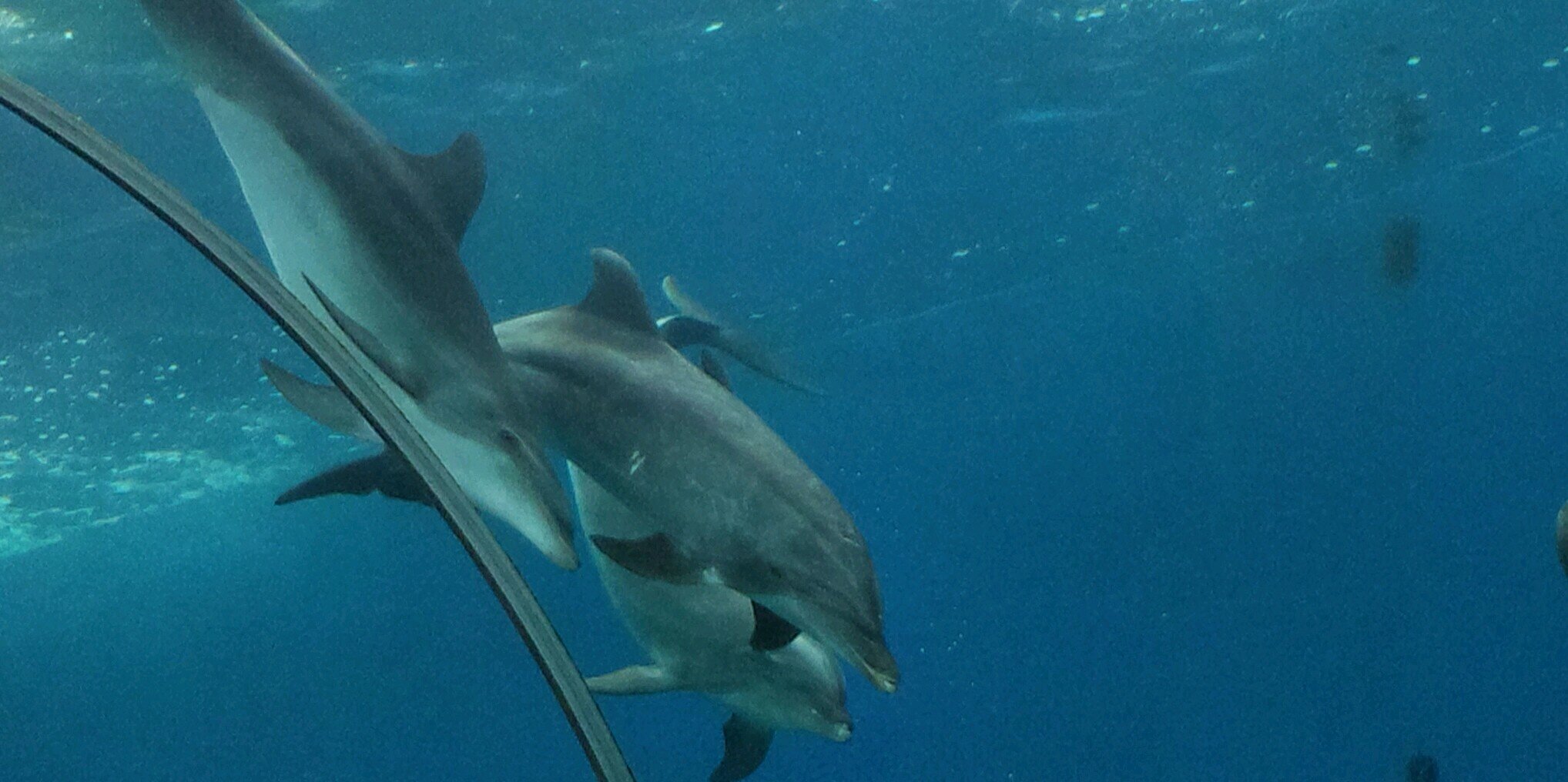 emi@インコ好き banner