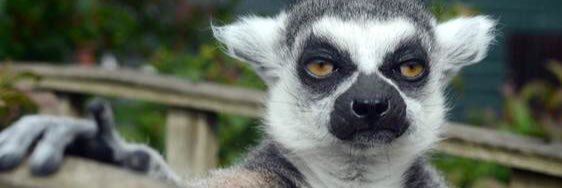 Elizabeth Collett banner