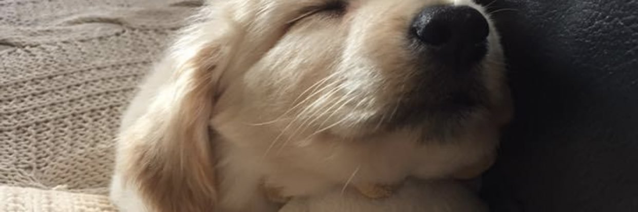 Brenda banner