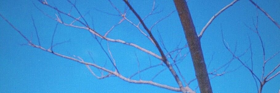 t banner